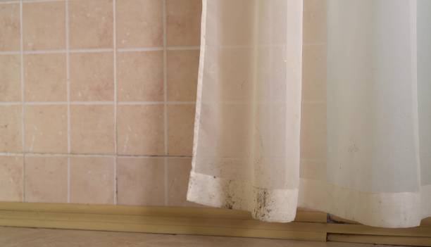 Environmental Consulting for Mold Prevention in Homer, GA