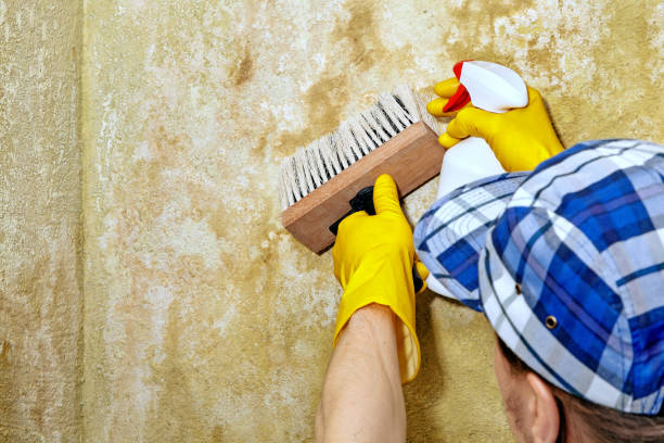 Best Post-Construction Mold Inspection  in Homer, GA