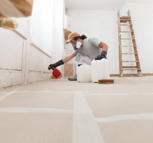 Best Black Mold Removal  in Homer, GA
