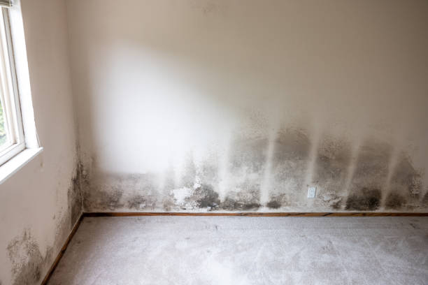 Trusted Homer, GA Mold Removal Experts
