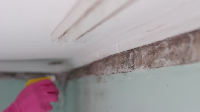Best Mold-Related Health Consultation  in Homer, GA