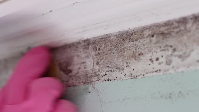 Best Crawl Space Mold Remediation  in Homer, GA